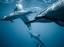 赛事分析-拿下主宰爆发团战，AG后续打出1换3